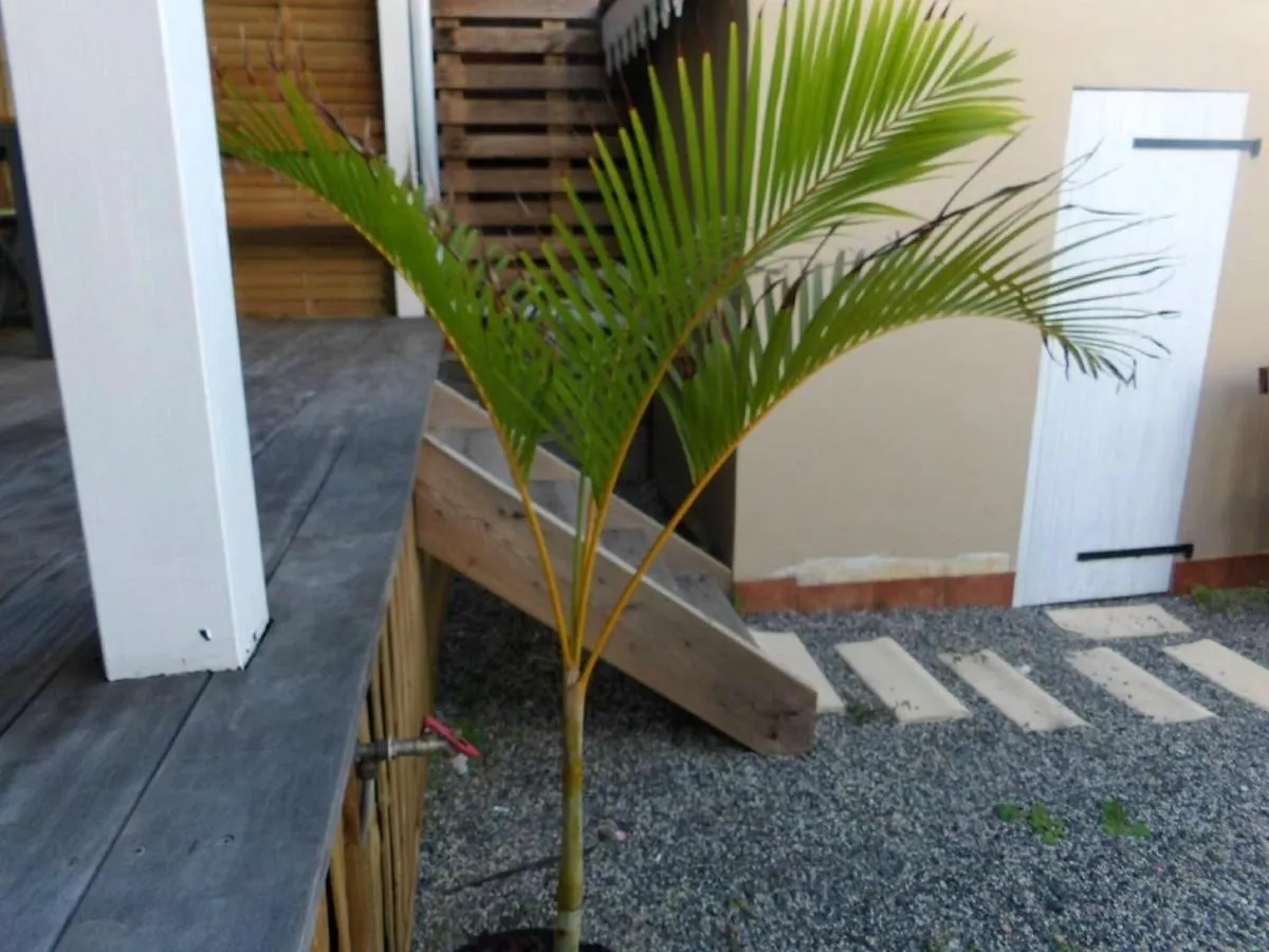 Appartement d'une chambre avec vue sur la ville jacuzzi et jardin clos a Le Vauclin a 2 km de la plage